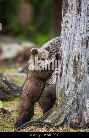 Ourson est debout près de l'arbre sur ses pattes. L'été. La Finlande. Banque D'Images