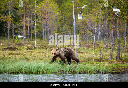 Jeune ours dans une forêt au milieu des arbres. L'été. La Finlande. Banque D'Images