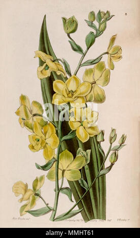 . Cyrtopodium andersonii . 1841. Mme Drake (illustrateur) Cyrtopodium andersonii ( = C.) glutiniferum - Edwards vol 27 pl 8 (1841) Banque D'Images