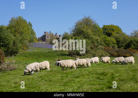 Un troupeau de moutons sur les champs de bataille à l'abbaye dans l'East Sussex, Royaume-Uni. Les champs à l'abbaye étaient l'emplacement de la bataille de Hastings en 1066.
