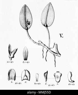 . Illustration de Acianthera micrantha (comme syn. Pleurothallis micrantha) . Entre 1893 et 1896. Alfred Cogniaux (1841 - 1916) 25 Acianthera micrantha (comme Pleurothallis micrantha) - découpe de Fl.br.3-4-95 fig V Banque D'Images