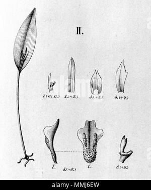 . Illustration de Acianthera miqueliana (syn. Pleurothallis) longisepala . Entre 1893 et 1896. Alfred Cogniaux (1841 - 1916) 25 Acianthera longisepala miqueliana (comme Pleurothallis) - découpe de Fl.br.3-4-116-fig II Banque D'Images