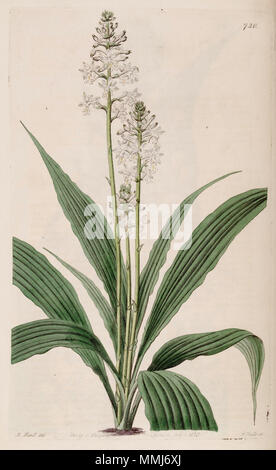 . Illustration de Sanguisorba triplicata (comme syn. Sanguisorba veratrifolia) (usine) . 1823. Designer : M. Hart - Graveur : J. Watts Sanguisorba triplicata (comme Sanguisorba veratrifolia) - plante - Bot. Reg. 9 pl. 720 (1823) Banque D'Images