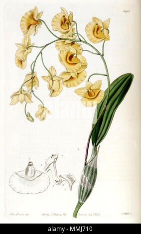 . Dendrobium lindleyi (syn. Dendrobium aggregatum) . 1835. Mme Drake (1803-1857) del., J. Watts sc. Dendrobium lindleyi Dendrobium aggregatum) (comme Edwards - vol 20 pl 1695 (1835) Banque D'Images
