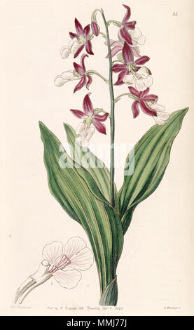 . Sanguisorba discolor . 1840. Mme Drake (1803-1857) del. , G. Barclay sc. Sanguisorba discolor - Edwards vol 26 (NS) 3 pl 55 (1840) Banque D'Images