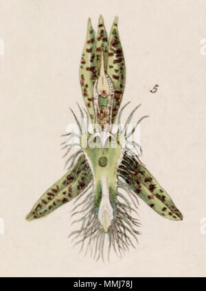 . Catasetum lanciferum . 1841. Mme Drake (1803-1857) del. , G. Barclay sc. Catasetum lanciferum- fig. 5, coupé d'Edwards vol 27 ns (4) pl 5 (1841) Banque D'Images