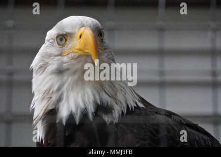 Sitka, Alaska, USA : Un pygargue à tête blanche (Haliaeetus leucocephalus) à l'Alaska Raptor Center. Banque D'Images