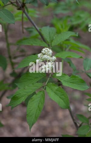 Arbre En Fleurs De Sureau Arrière Plan De La Nature Banque