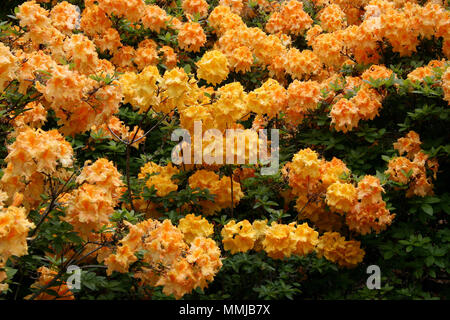 FLEURS DE MASSE SUR LE BUSH RHODODENDRON ORANGE. AUSTRALIE. Banque D'Images