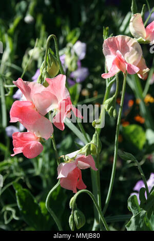 Fleurs de pois roses et blanches poussant (Lathyrus odoratus). Banque D'Images