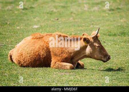 Vache rouge pâturage sur une pente de montagne verte au printemps en montagne. Prairie ou un champ avec l'herbe verte. Banque D'Images