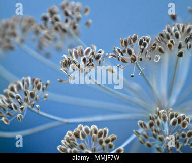 Le fenouil (Foeniculum vulgare) Banque D'Images