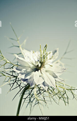 Nigella damascena flower Banque D'Images