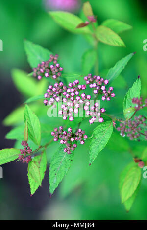 Bush flower branch avec reservoir Banque D'Images