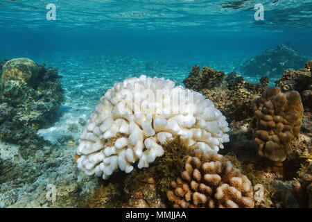 Corail Pocillopora blanchies à cause d'El Nino dans l'océan Pacifique, Polynésie française, Samoa Américaines Banque D'Images