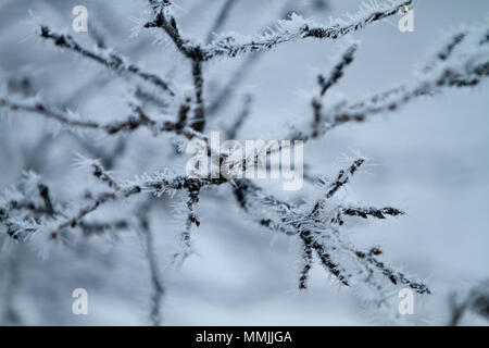 Le givre sur les branches d'arbres Banque D'Images