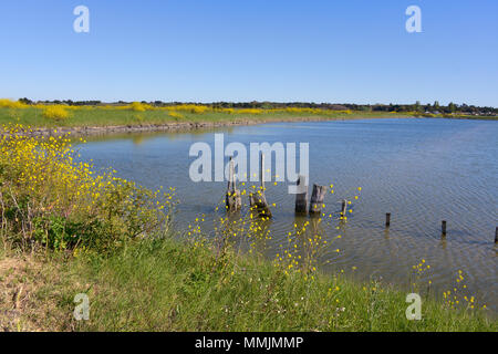 Marsh en Ile de Ré avec des fleurs jaunes de moutarde noire (Brassica nigra), dans le département du sud-ouest de la France. Banque D'Images