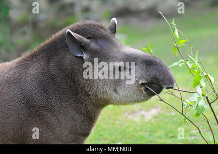 Portrait de profil de tapir d'Amérique du Sud Tapirus terrestris (manger les feuilles) Banque D'Images