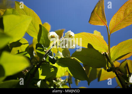 La floraison des plants de bleuets Banque D'Images