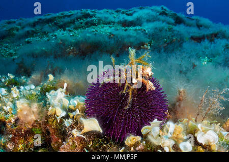 Un oursin violet (Sphaerechinus granularis) tente de passer inaperçu sur elle-même avec des fragments d'algues à Es Vedrá islet (Ibiza, Îles Baléares) Banque D'Images