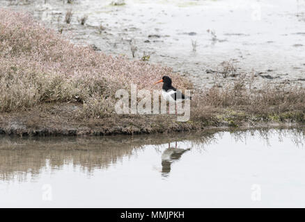 Un comité permanent Huîtrier pie (Haematopus ostralegus) Banque D'Images