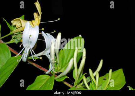 Le miel-téter (lonicera caprifolium) close-up Banque D'Images