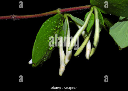 Le miel-téter (lonicera caprifolium) close-up Banque D'Images