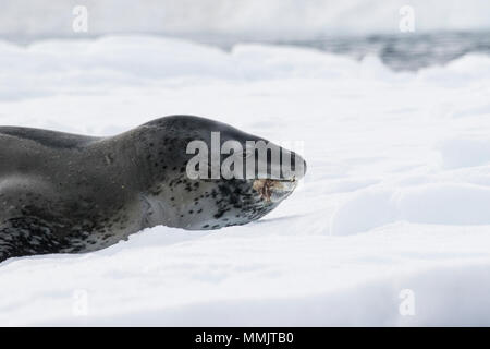 Joint Hydrurga leptonyx léopard close up of chef de repos adultes sur la glace de mer antarctique, Brown Bluff Banque D'Images