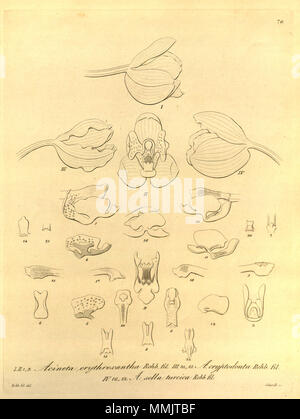 . Illustration de : I, II et III, erythroxantha Acineta 1-9 10-15 Acineta cryptodonta IV, 16-22 ans Acineta-sella turcica . 1858. Heinrich Gustav Reichenbach (1824-1889) Noms alternatifs Rchb.f. German-Saxon pteridologist Description, botaniste, ornithologue et enseignant à l'université Date de naissance/Décès 3 Janvier 1824 6 mai 1889 Lieu de naissance/décès Dresde Hambourg Leipzig Lieu de travail contrôle d'autorité : Q62820 : VIAF ?77066171 ISNI : ?0000 0000 8396 1069 RCAC : ?n79125882 NLA : ?Botaniste 35749194 : ?Rchb.f. Erythroxantha Acineta WorldCat - Acineta cryptodonta Acineta - sella turcica-- Xen Banque D'Images