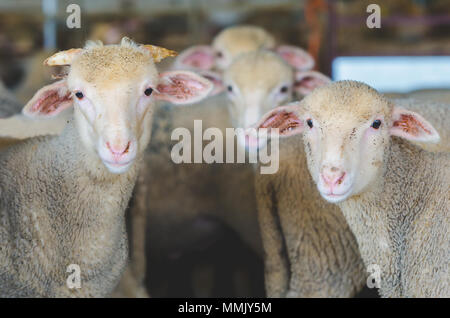 Peu de Moutons, agneaux et chèvres gosse sur le rural farm Banque D'Images