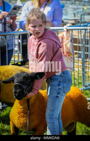 L'Ayrshire, UK. 12 mai 2018. Par une chaude journée ensoleillée et peut, le comté d'Ayr annuel Show qui a eu lieu à l'hippodrome d'Ayr a attiré des centaines de participants au concours agricole et aussi des milliers de spectateurs. Ainsi que l'habituel concours de bovins, de moutons et de la volaille, il y avait des prix pour les gagnants de l'homme et la femme 'Jeunes Agriculteurs remorqueur de la guerre" et pour le meilleur crédit : camion décoré Findlay/Alamy Live News Banque D'Images