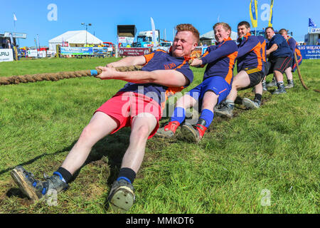 L'Ayrshire, UK. 12 mai 2018. Par une chaude journée ensoleillée et peut, le comté d'Ayr annuel Show qui a eu lieu à l'hippodrome d'Ayr a attiré des centaines de participants au concours agricole et aussi des milliers de spectateurs. Ainsi que l'habituel concours de bovins, de moutons et de la volaille, il y avait des prix pour les gagnants de l'homme et la femme 'Jeunes Agriculteurs remorqueur de la guerre" et pour le meilleur crédit : camion décoré Findlay/Alamy Live News Banque D'Images