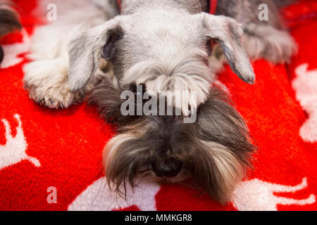 Dortmund, Allemagne. 12 mai 2018. Schnauzers miniatures qui sont utilisés pour visiter les enfants dans les écoles et les crèches. L'un des plus grands salons de chat et chien Hund & Katz a lieu avec plus de 8000 chiens de 250 races différentes du 11 au 13 mai au parc des expositions de Westfalenhallen de Dortmund. Crédit : 51Nord/Alamy Live News Banque D'Images