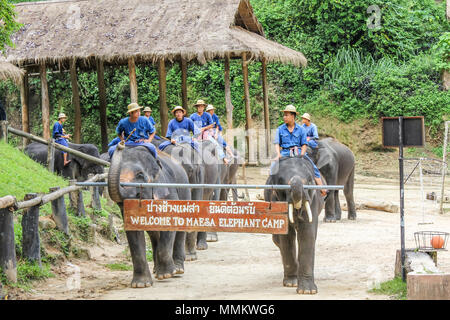 Le district de Muang, Chiang Mai, Thaïlande - 25 juillet 2011 : Défilé des éléphants. Elephant Show at Maesa Elephant Camp. Tous les éléphants de ce sanctuaire et bien traités et nourris, et ils passent la journée avec leurs formateurs plaing et divertir les visiteurs Banque D'Images
