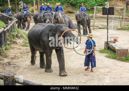 Le district de Muang, Chiang Mai, Thaïlande - Juillet 25, 2011 : lecture Elaphant hula hoop. Elephant Show at Maesa Elephant Camp. Tous les éléphants de ce sanctuaire et bien traités et nourris, et ils passent la journée avec leurs formateurs plaing et divertir les visiteurs Banque D'Images
