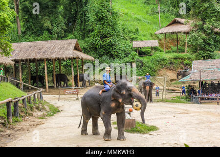 Le district de Muang, Chiang Mai, Thaïlande - 25 juillet 2011 : Elaphant à jouer au ballon. Elephant Show at Maesa Elephant Camp. Tous les éléphants de ce sanctuaire et bien traités et nourris, et ils passent la journée avec leurs formateurs plaing et divertir les visiteurs Banque D'Images