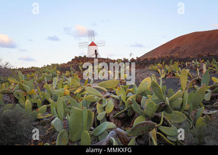 LANZAROTE, Canaries, Espagne, EUROPE : Cochnieal - ferme un champ de cactus avec le moulin du jardin de cactus dans l'arrière-plan. Banque D'Images