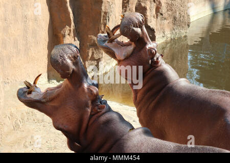 Des hippopotames a ouvert la bouche en attente pour l'alimentation Banque D'Images