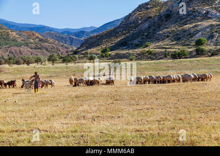 Lefka, Chypre - 22 Avril 2018 : Berger avec son chien, le pâturage des moutons et des chèvres dans un champ de Lefka village. Vue panoramique Banque D'Images