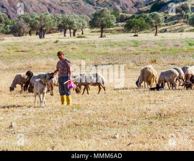 Lefka, Chypre - 22 Avril 2018 : Shepherd posant avec son chien, le pâturage des moutons et des chèvres dans un champ de Lefka village. Vue au téléobjectif Banque D'Images