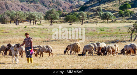 Lefka, Chypre - 22 Avril 2018 : Berger avec son chien, le pâturage des moutons et des chèvres dans un champ de Lefka village Banque D'Images