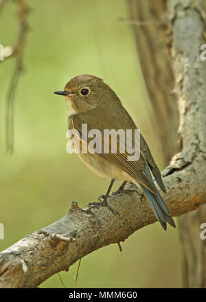 Orange-flanqué Bush-robin (Tarsiger cyanurus) femelle adulte perché sur twig Hebei, Chine mai Banque D'Images