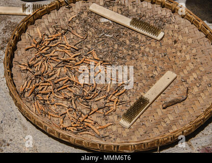 Yarsagumba (Cordyceps sinensis), un champignon caterpilar, également connu sous le nom de Viagra de l'Himalaya, extrait de 20 000 $ par kg sur les marchés chinois Banque D'Images