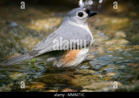 Un mignon Mésange se baigner dans un petit ruisseau. Mésange bicolore est commun dans l'est les forêts de feuillus et un visiteur fréquent à des mangeoires. La grande Banque D'Images