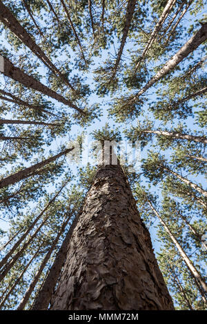 À la verticale par un peuplement de grands pins à un ciel bleu. Situé à Oak dans l'Ohio les ouvertures à un endroit connu sous le nom de 'Place'. Banque D'Images