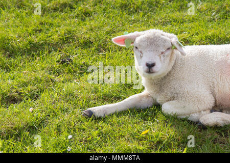 Peu d'agneau couché dans l'herbe Banque D'Images