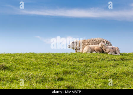 Famille Mouton allongé dans l'herbe Banque D'Images