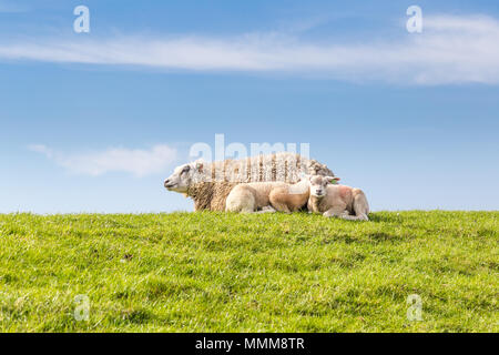 Famille Mouton allongé dans l'herbe Banque D'Images