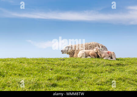 Famille Mouton allongé dans l'herbe Banque D'Images