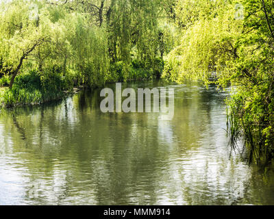 Un jour de printemps ensoleillé le long de la rivière Kennett dans le Wiltshire. Banque D'Images